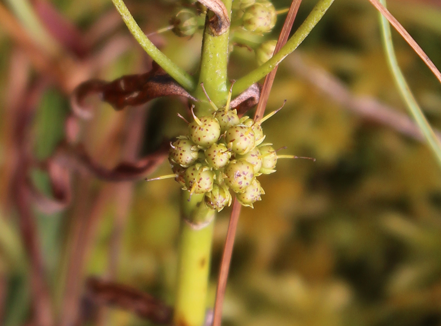 Изображение особи Naumburgia thyrsiflora.