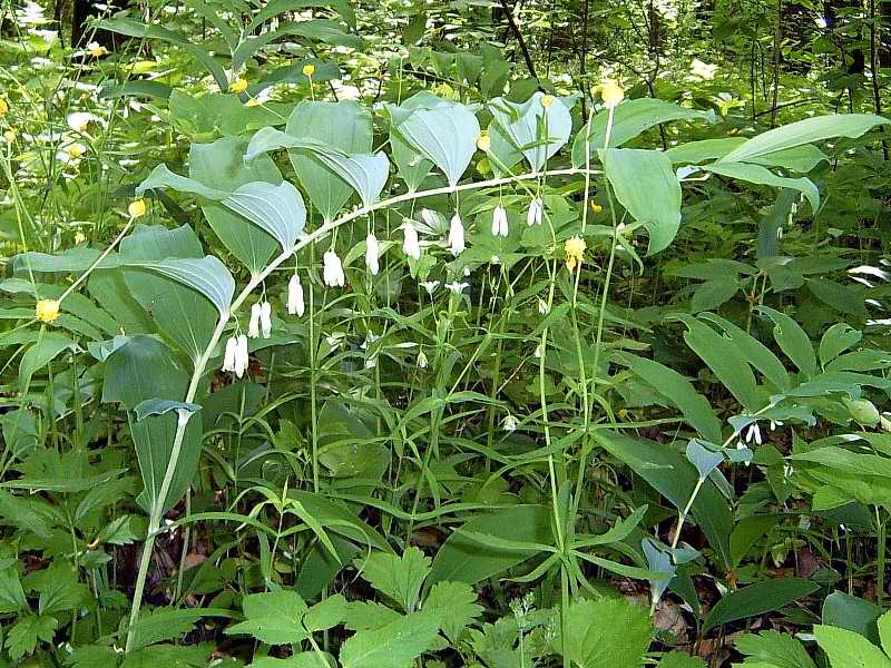 Image of Polygonatum multiflorum specimen.