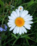 Leucanthemum vulgare. Соцветие. Удмуртия, Завьяловский р-н, Гольянский тракт, у моста через реку Позимь. 14.08.2017.