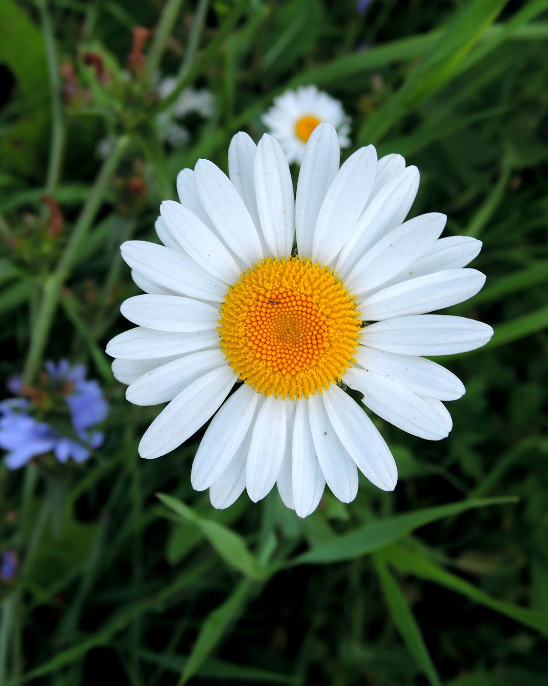 Image of Leucanthemum vulgare specimen.