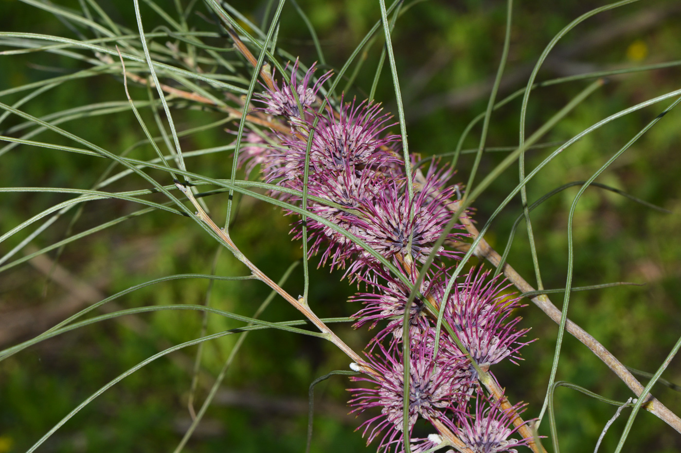 Image of Hakea scoparia specimen.
