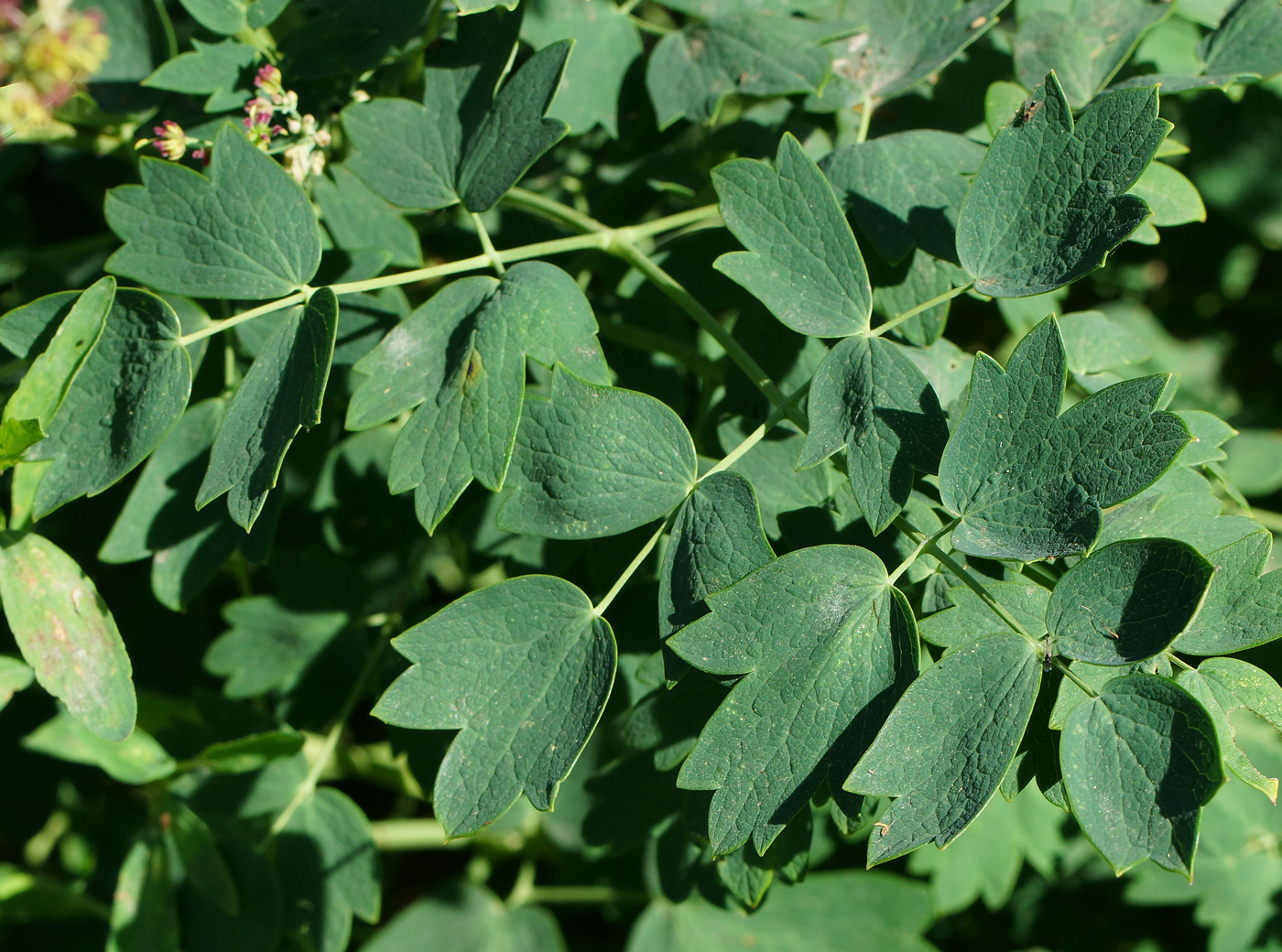 Image of Thalictrum minus specimen.