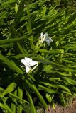 Hedychium coronarium. Цветущие растения. Грузия, Аджария, с. Мцване-Концхи, Батумский бот. сад. 08.09.2017.