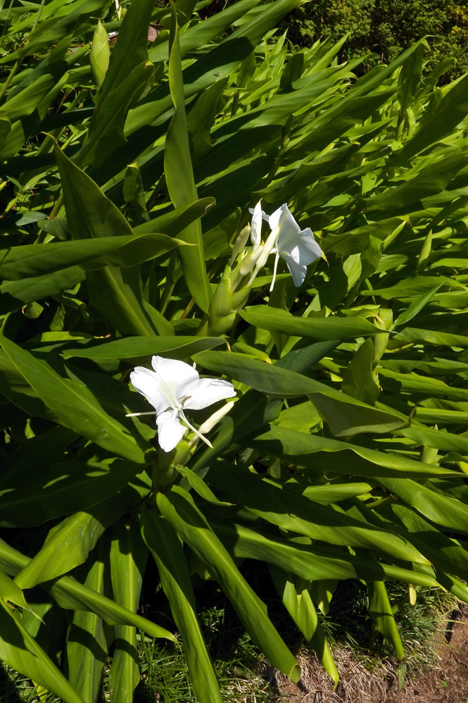 Изображение особи Hedychium coronarium.