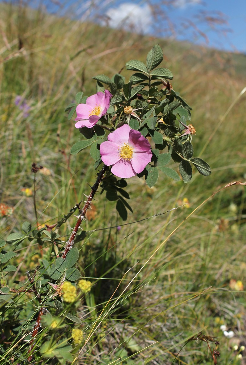 Image of genus Rosa specimen.