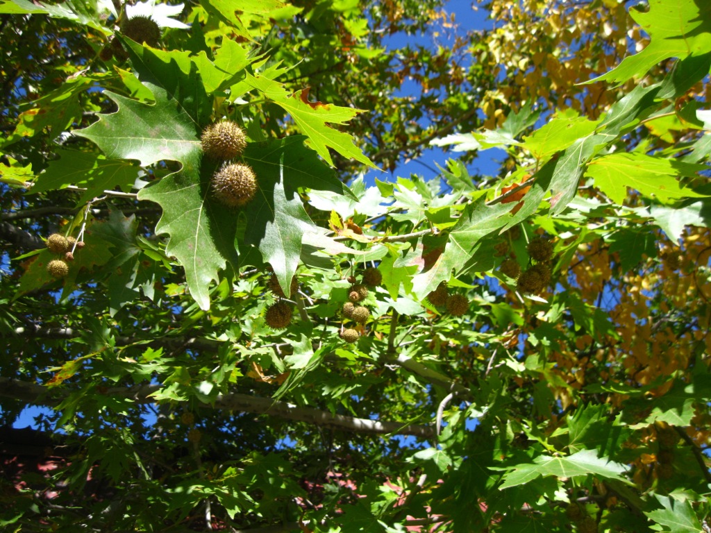 Image of Platanus &times; acerifolia specimen.