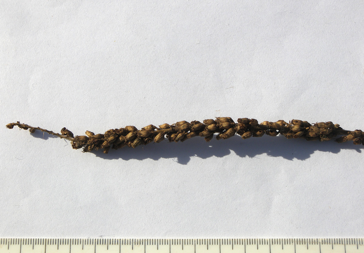 Image of Lythrum salicaria specimen.