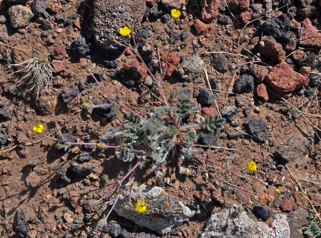 Изображение особи Potentilla sericea.