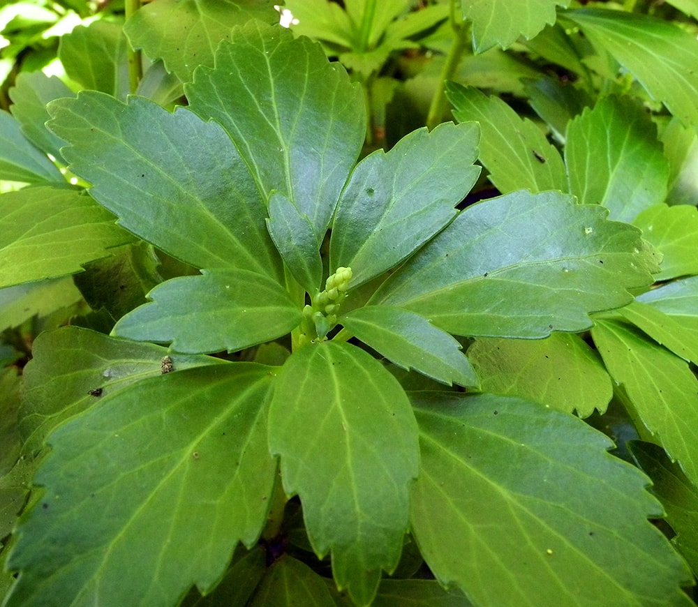 Изображение особи Pachysandra terminalis.