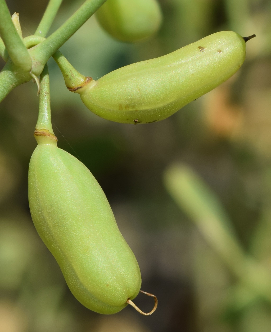 Image of Zygophyllum oxianum specimen.