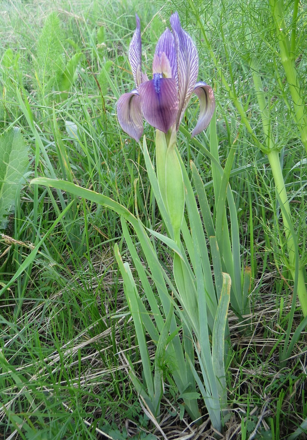 Изображение особи Iris lineata.