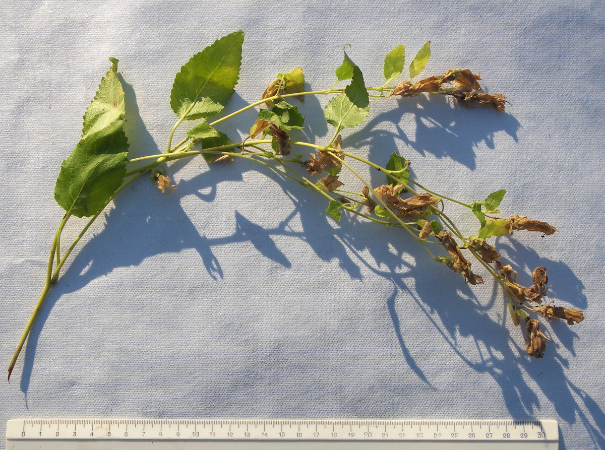 Image of Campanula pendula specimen.