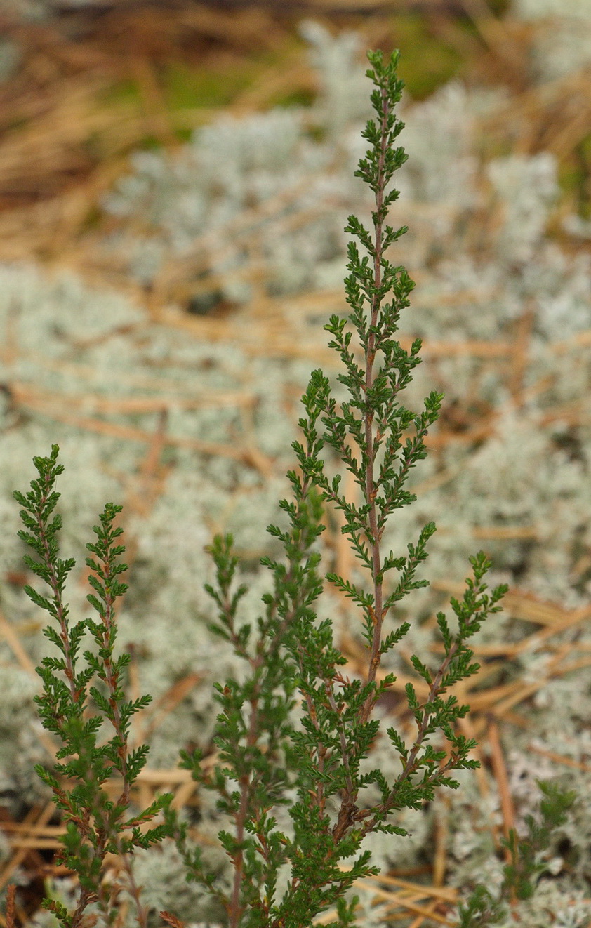 Изображение особи Calluna vulgaris.