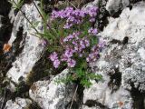 Thymus punctulosus. Цветущее растение на поросшей лишайниками известняковой скале. Средний Урал, Свердловская обл., городской округ Первоуральск, окр. с. Слобода, правый берег р. Чусовая. 15.07.2017.