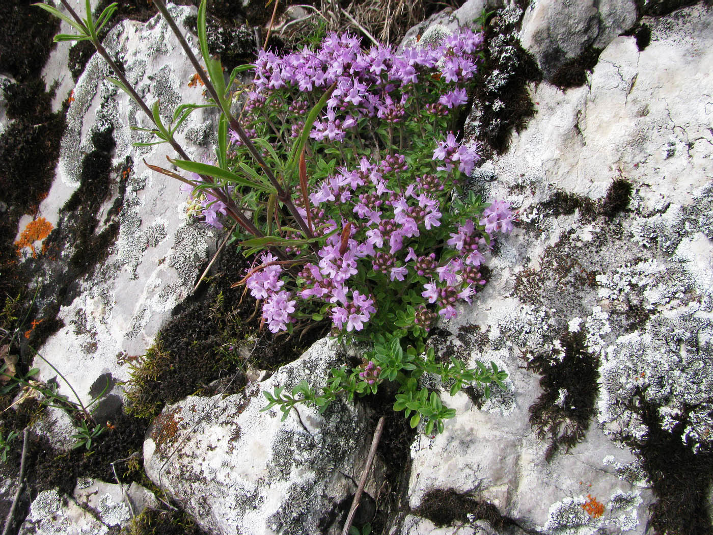 Image of Thymus punctulosus specimen.