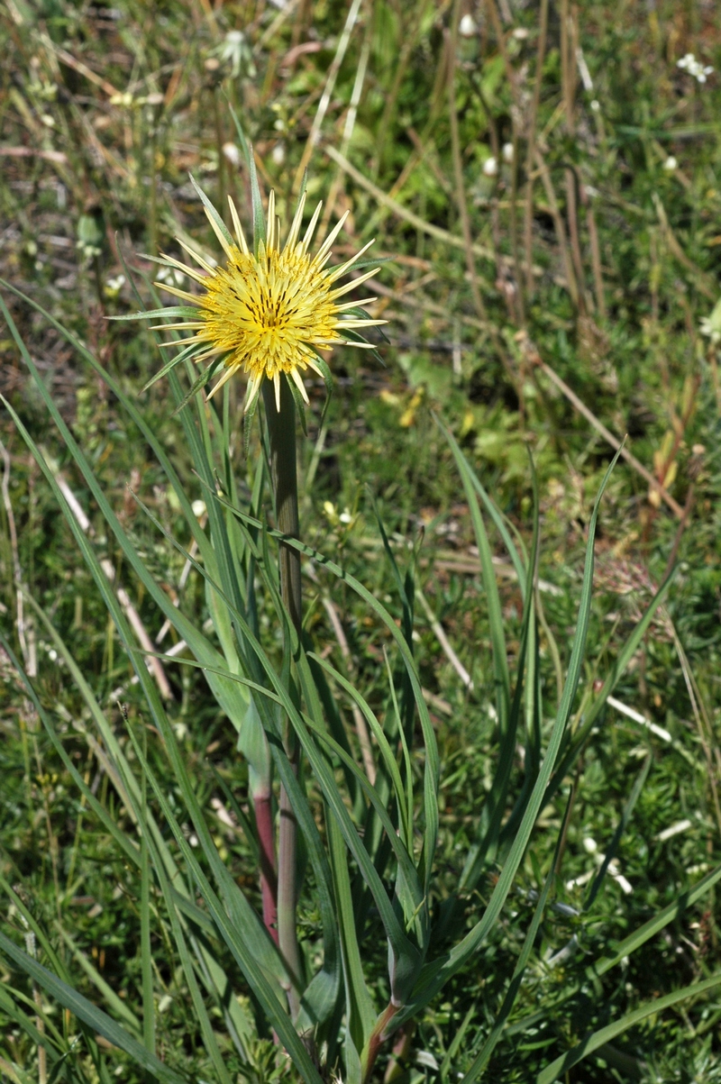 Изображение особи Tragopogon capitatus.