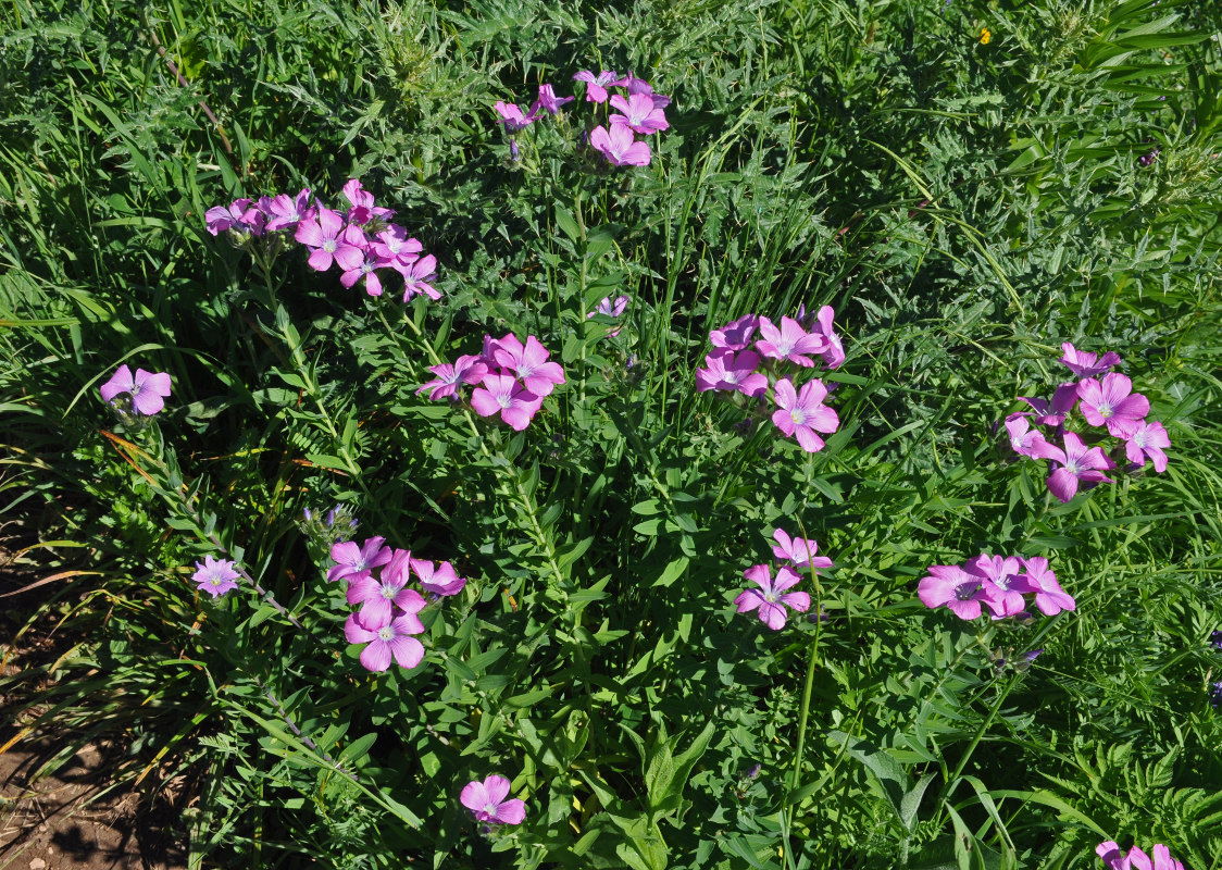 Изображение особи Linum hypericifolium.