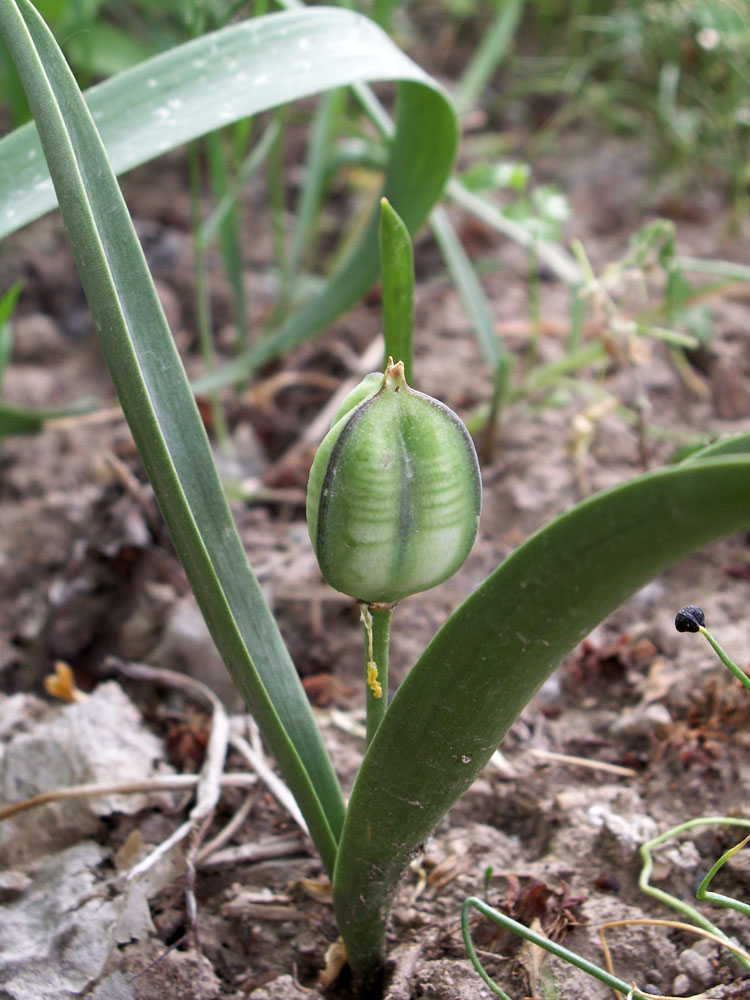 Изображение особи род Tulipa.