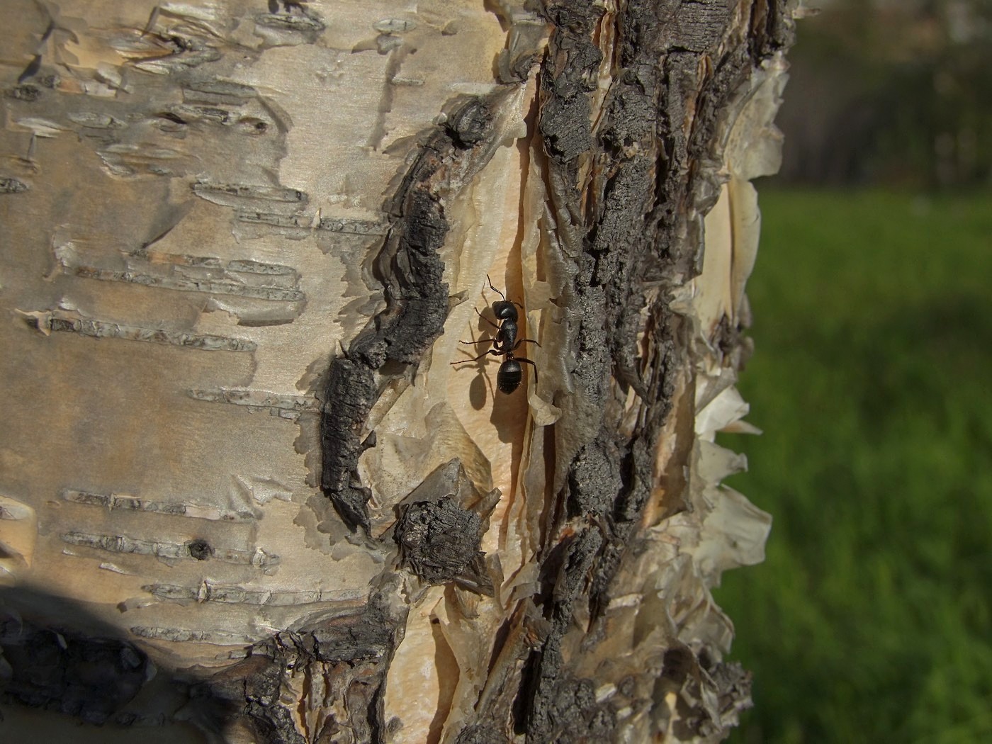 Изображение особи Betula lanata.