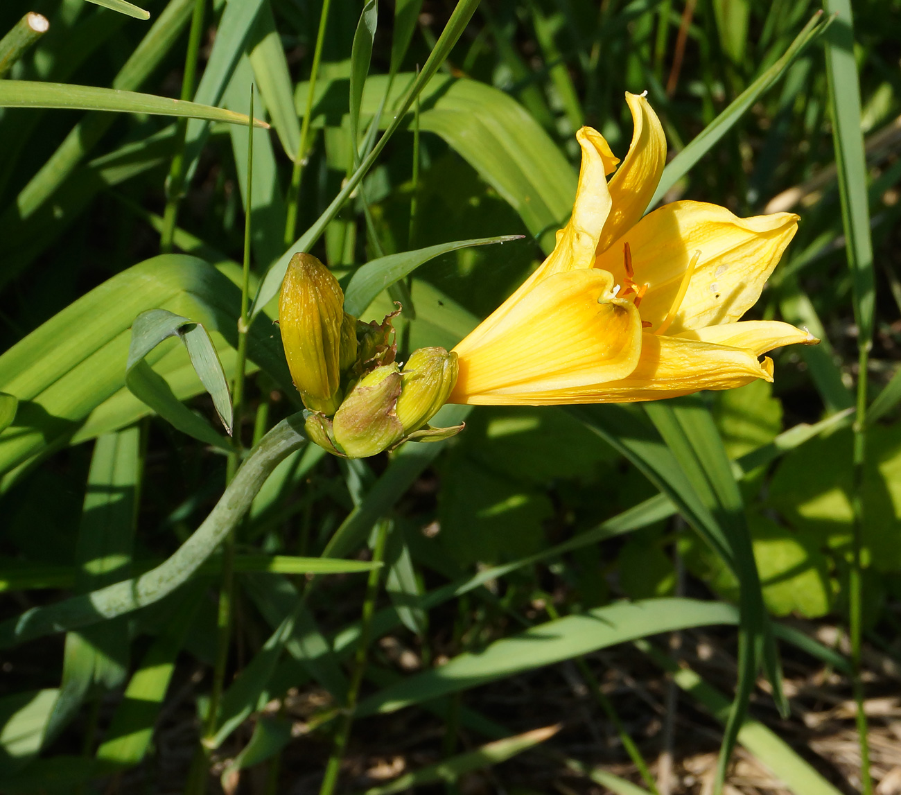 Image of Hemerocallis middendorffii specimen.