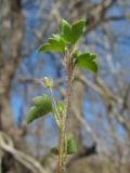 Veronica sublobata
