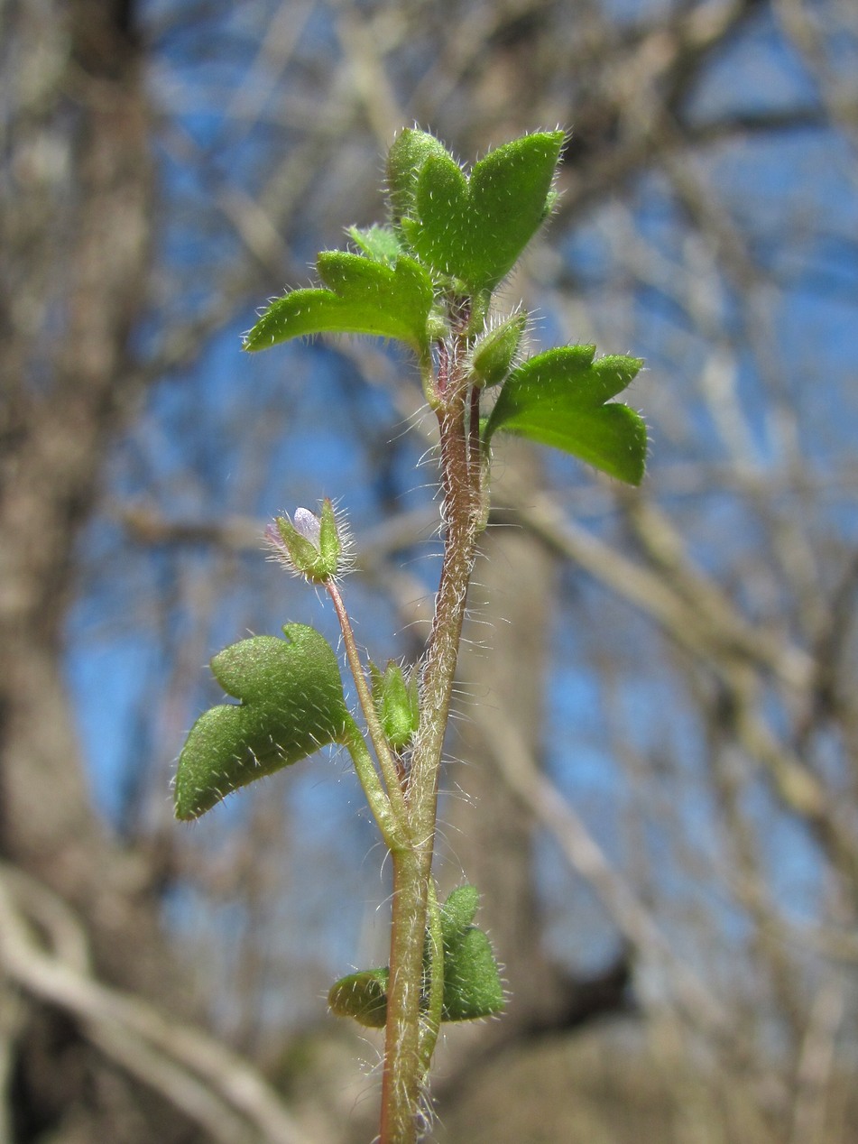 Image of Veronica sublobata specimen.