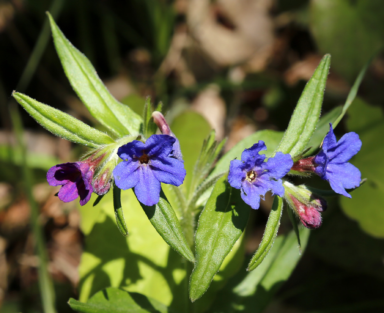 Изображение особи Aegonychon purpureocaeruleum.