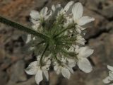 Heracleum ligusticifolium