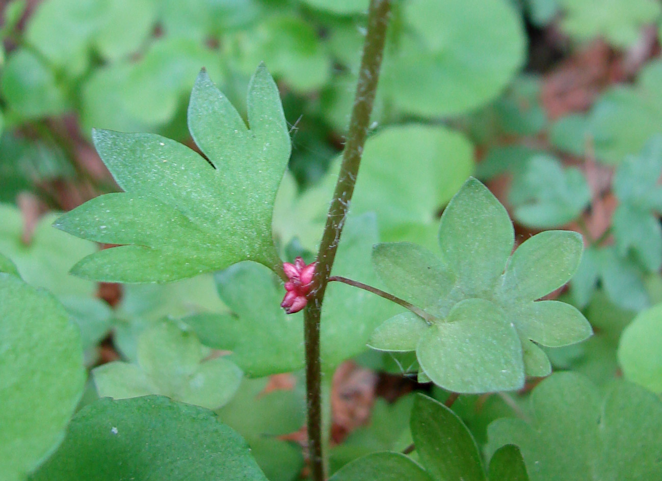 Изображение особи Saxifraga cernua.