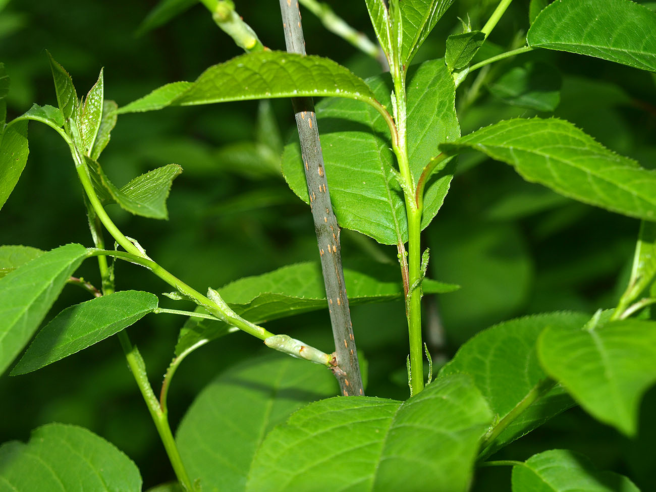Image of Padus virginiana specimen.