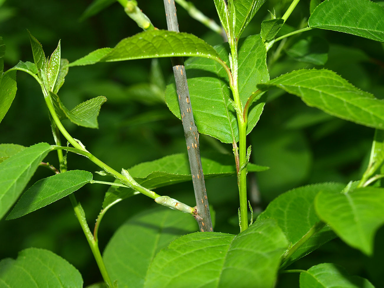 Изображение особи Padus virginiana.