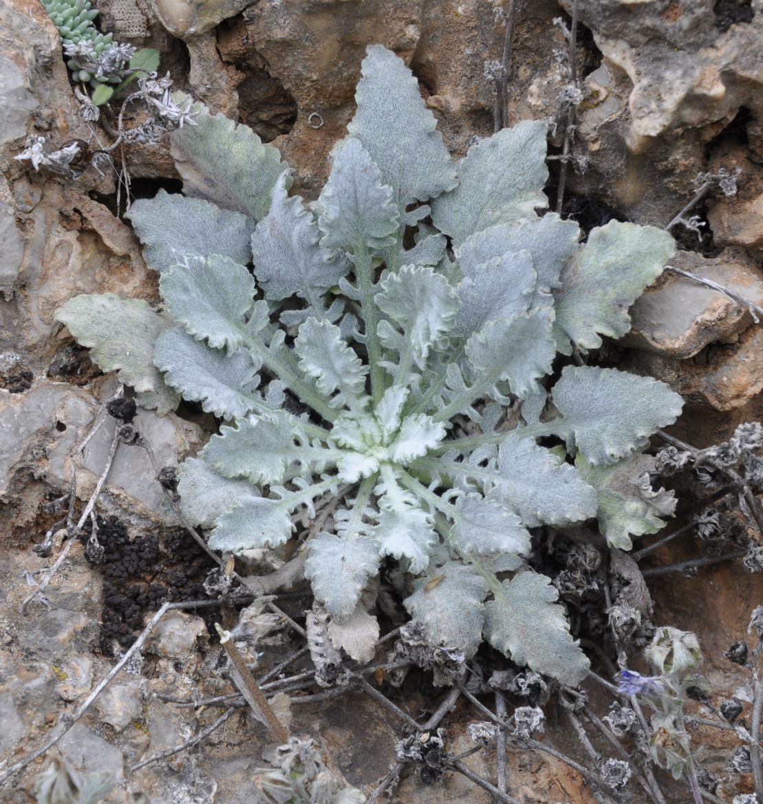 Изображение особи Campanula celsii.