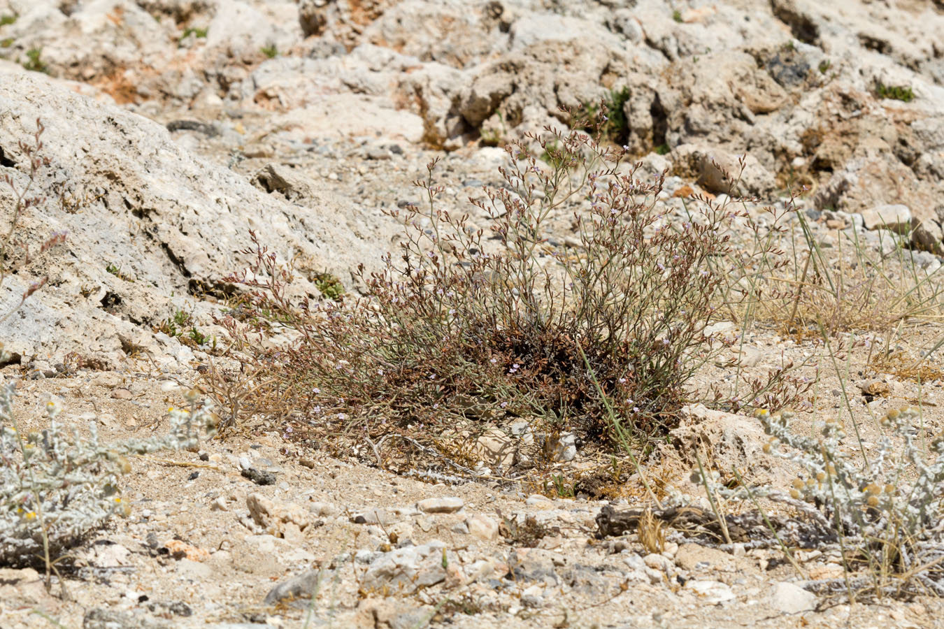 Изображение особи Limonium roridum.