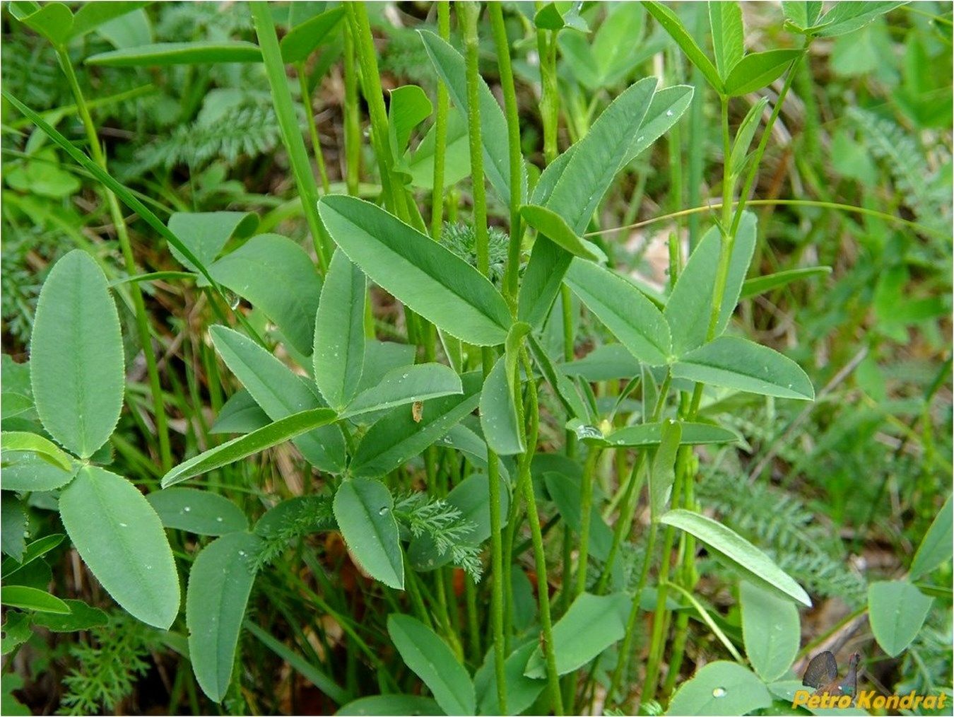 Изображение особи Trifolium montanum.