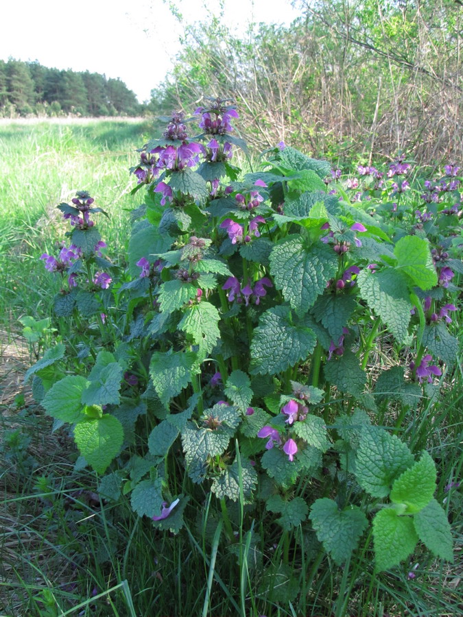 Image of Lamium maculatum specimen.