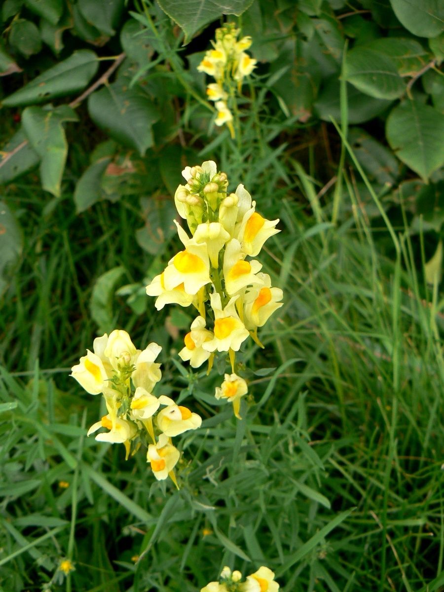 Image of Linaria vulgaris specimen.