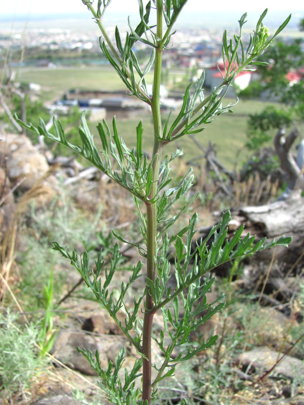 Изображение особи Senecio jacobaea.