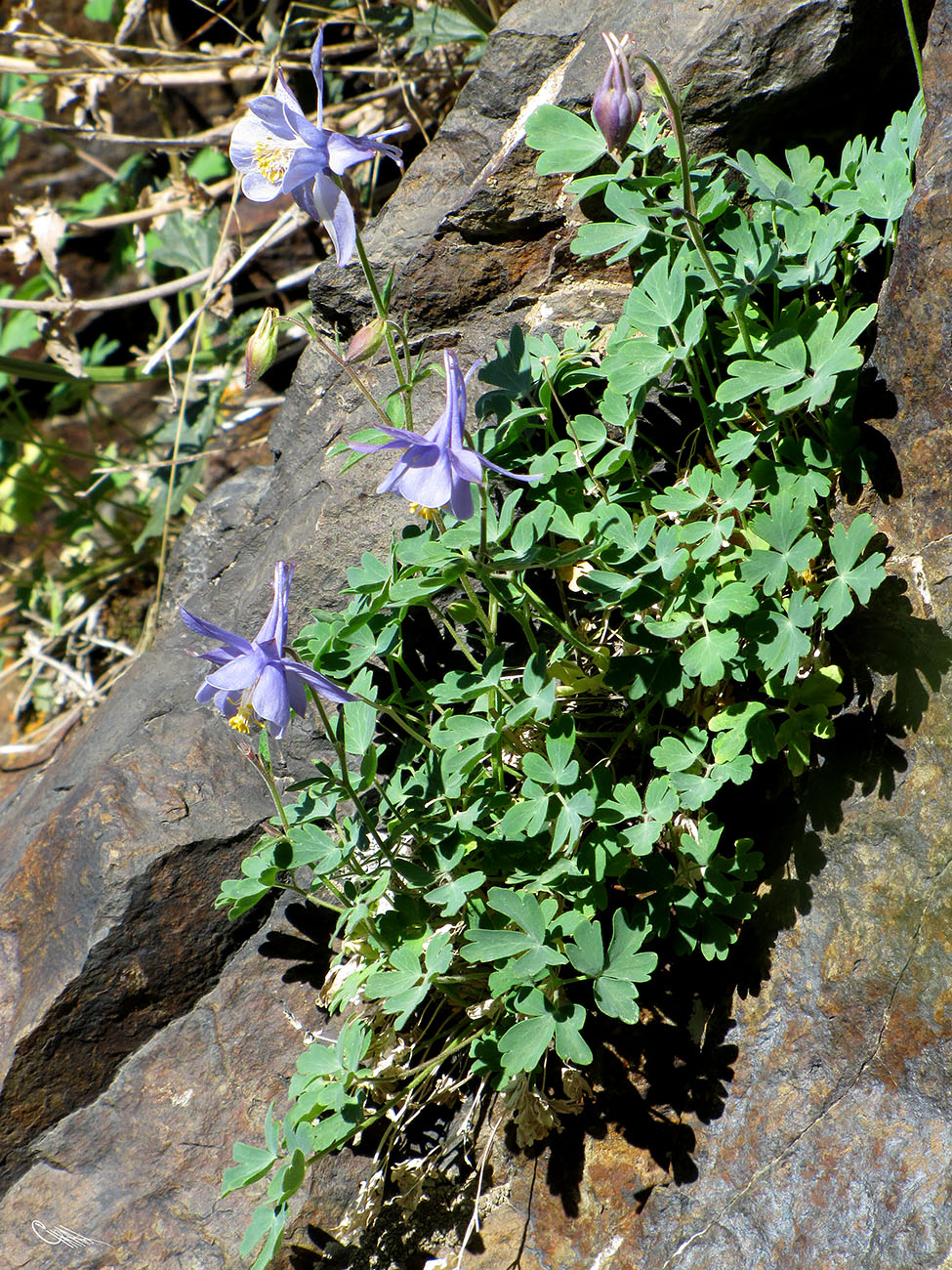 Изображение особи Aquilegia karatavica.