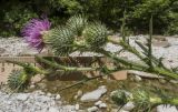 Cirsium vulgare