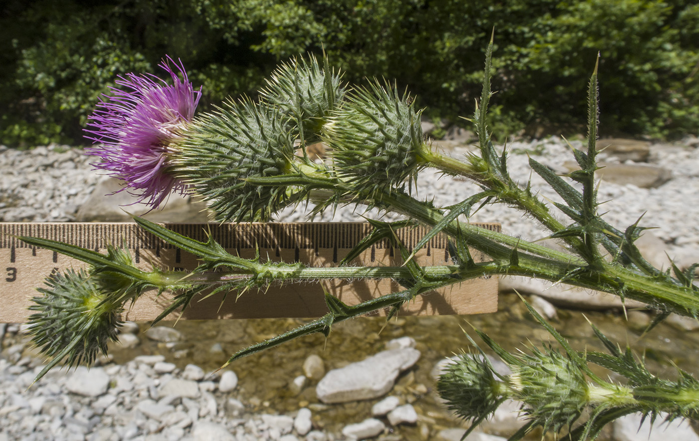 Изображение особи Cirsium vulgare.