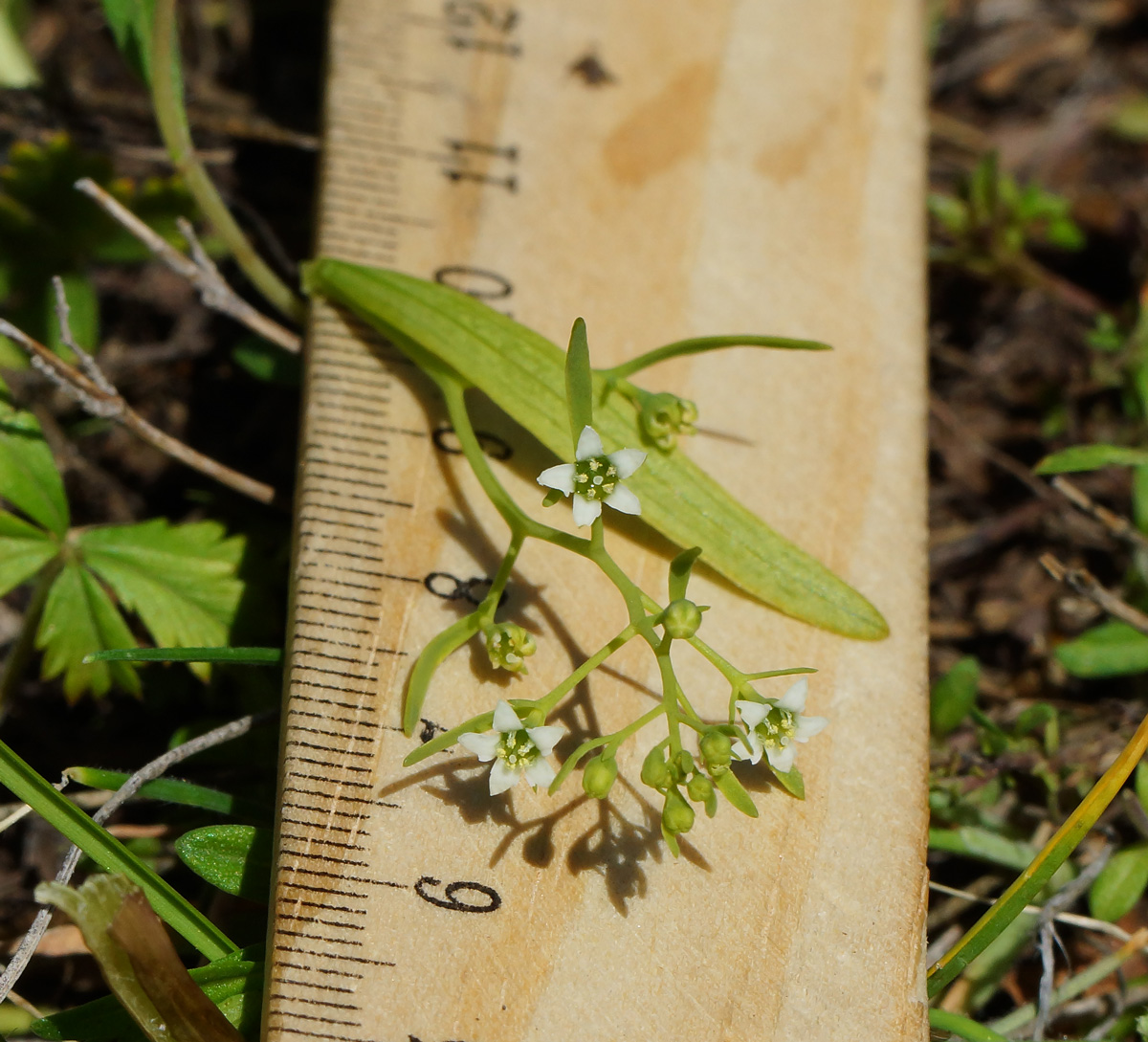 Image of genus Thesium specimen.