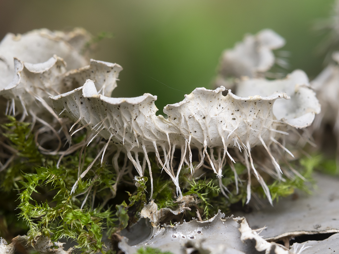 Image of genus Peltigera specimen.