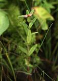 Triadenum japonicum