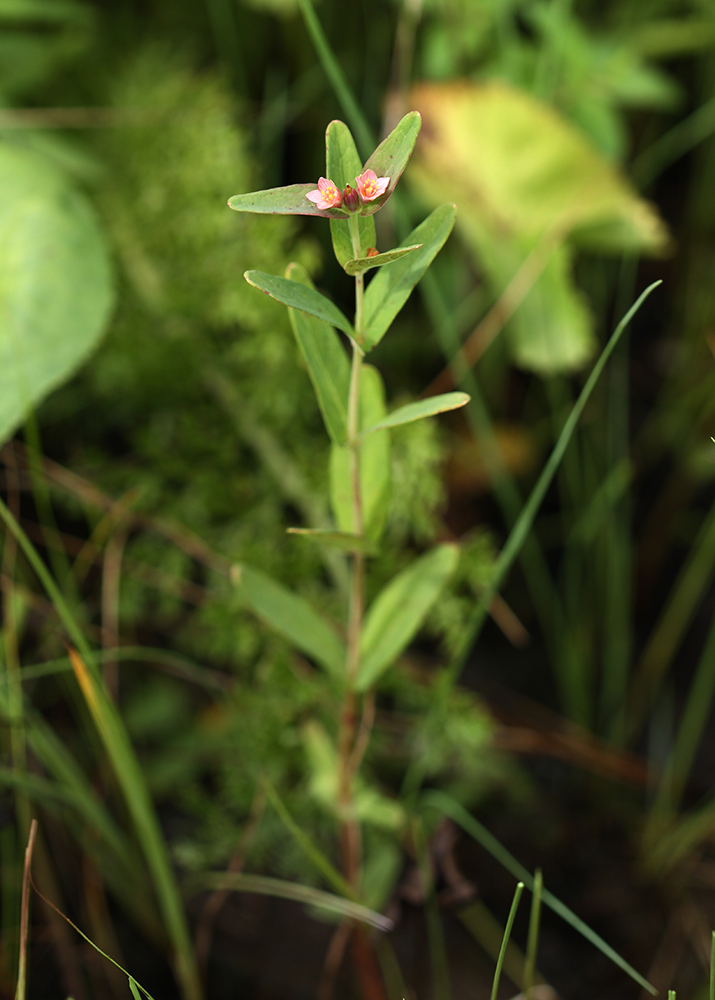 Изображение особи Triadenum japonicum.