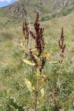 Rumex longifolius