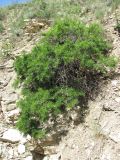 Rhamnus erythroxyloides