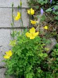 Papaver cambricum