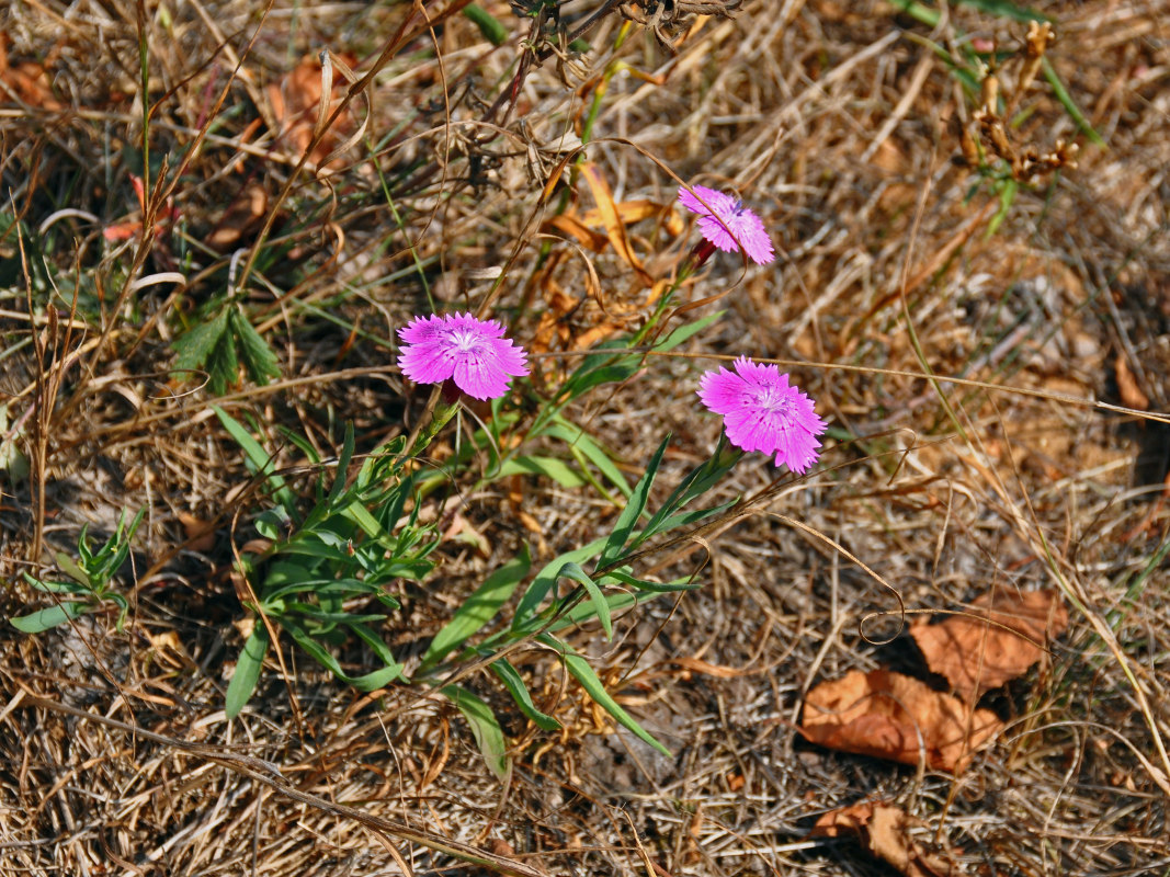 Изображение особи Dianthus fischeri.