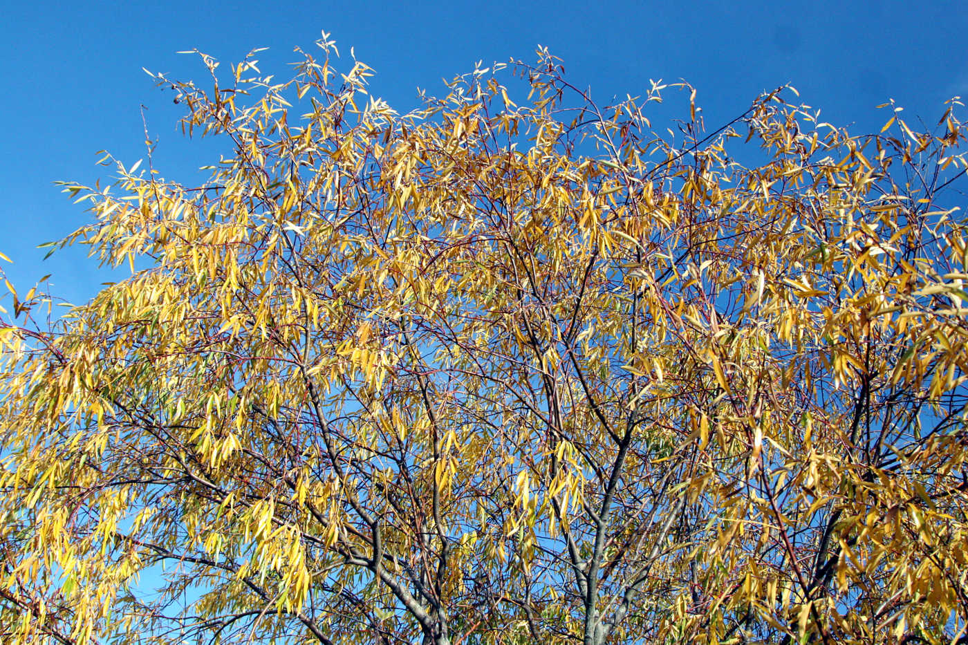 Image of Salix acutifolia specimen.