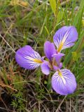 Iris ludwigii